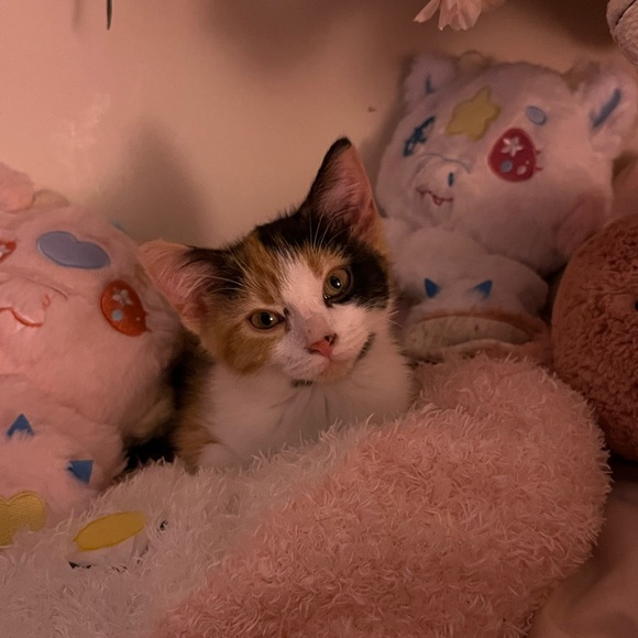 Hey! Welcome to my closet. I love shopping, making deals, and sharing my stuff! - Picture 6 of 7